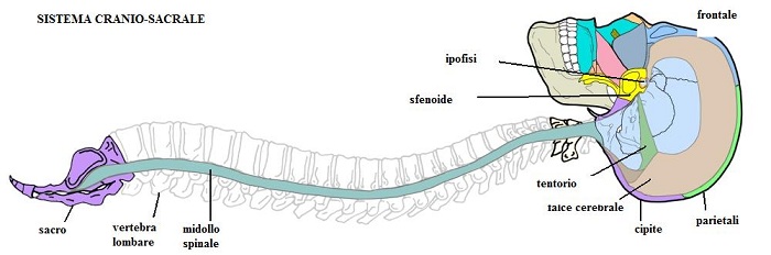 Cranio Sacrale