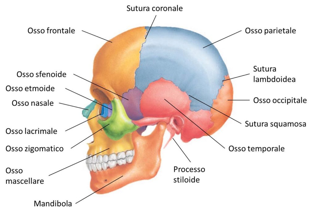 Cranio Sacrale